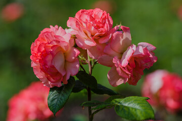 Rosa floribunda sort Salzburg in garden