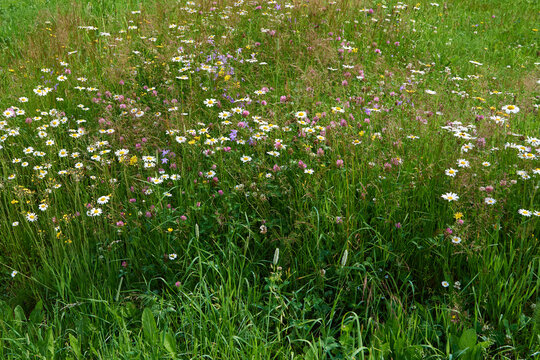 Bienenweide mit vielen Wildblumen