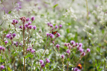 Summer background with wild grasses and a butterfly. A butterfly in a meadow on a summer day.