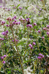Batterfly on the wild flowers and grass. Rustic floral summer background