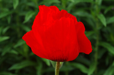 Fototapeta premium Close-up of a red poppy