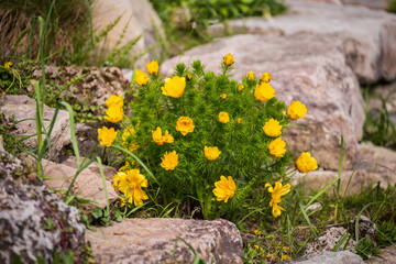 Adonis vernalis or pheasant's eye