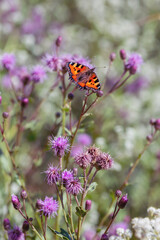Batterfly on the wild flowers and grass. Rustic floral summer background