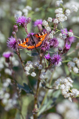 Vintage-style summer background with wild grasses and a butterfly. A butterfly in a meadow on a summer day.