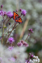 Vintage-style summer background with wild grasses and a butterfly. A butterfly in a meadow on a summer day.