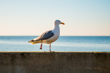 Seagull standing on one leg