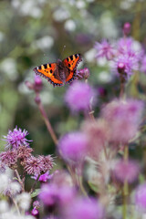 Obraz premium Vintage-style summer background with wild grasses and a butterfly. A butterfly in a meadow on a summer day.