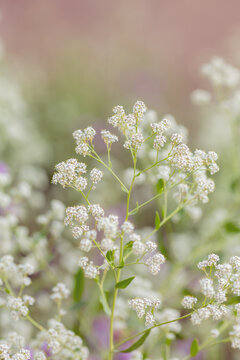 Lepidium latifolium, known by several common names including perennial pepperweed, broadleaved pepperweed, pepperwort, or peppergrass, dittander, dittany, and tall whitetop close up. Natural wallpaper