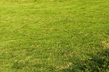 Grass. Spring background. Yeşil &ccedil;imen. 