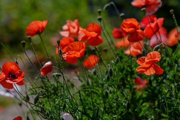 Field poppy (papaver common) on a green background