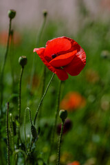 Obraz premium Field poppy (papaver common) on a green background