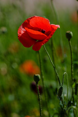 Fototapeta premium Field poppy (papaver common) on a green background