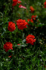  Field poppy (papaver common) on a green background