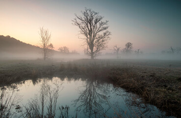Landscape in the park. Old trees.