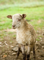 Cordero de raza Latza primer plano 5