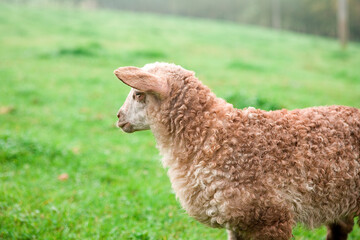 Cordero de raza Latza primer plano 2