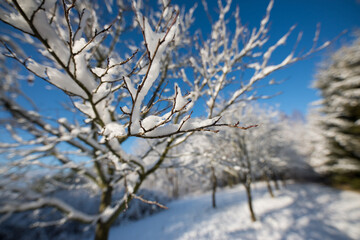 Snow covered trees - positive and beautiful sunny winter day