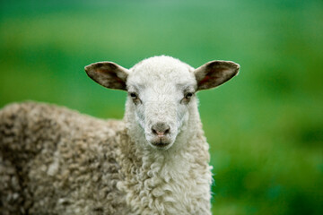 Cordero de raza Latza primer plano mirando a cámara