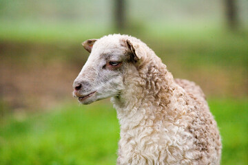 Cordero de raza Latza primer plano