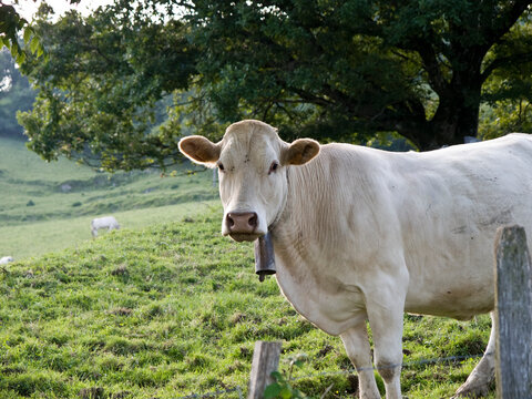 vaca pirenaica del Pa&iacute;s Vasco mirando a la c&aacute;mara
