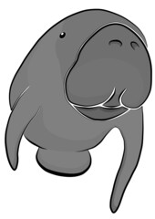 Manatee
