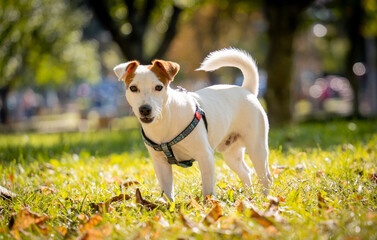 Portrait of cute jack russell terrier dog at the park.