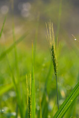 A close-up of the young, green ears of wheat in the farming.