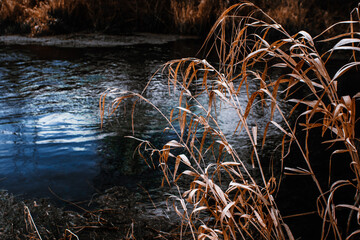 reeds in the water