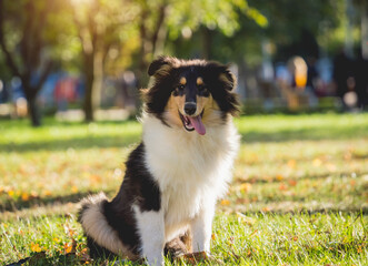 Portrait of cute rough collie dog at the park.