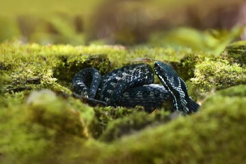 snake in the green grass