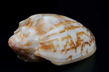 Close up of lettered olive seashell