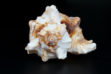 Close up of isolated apple murex seashell