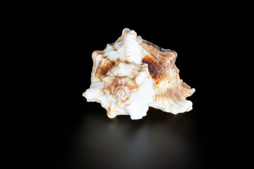 Close up of isolated apple murex seashell