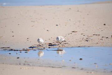 Sanderlings