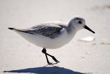 Sanderling