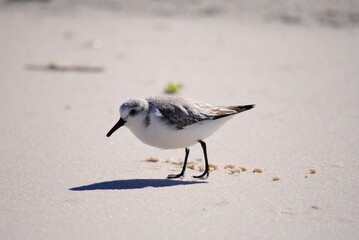 Sanderling