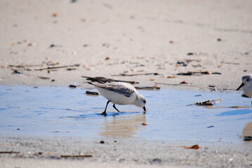 Sanderling