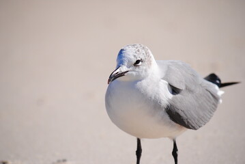 Little gull