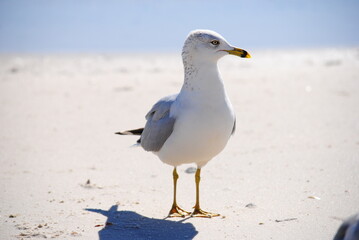 Ring billed gull