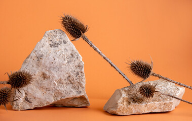 Still life  stones and thorns on  orange background. Product stand for cosmetics made of natural ingredients.