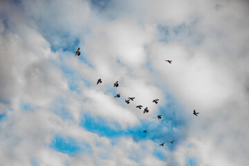 Winter day. Pigeons fly over the park in small teams. Cloudy weather with blue sky. Bottom view.