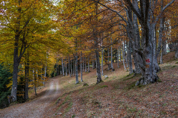 Une forêt à l'automne.