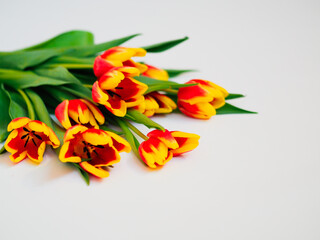 Vase with beautiful flowers on a white background