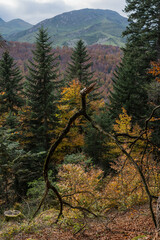 Paysage de montagne vu d'une forêt.