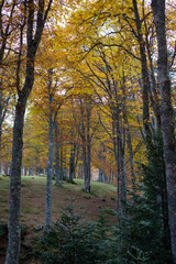 une forêt à l'automne.