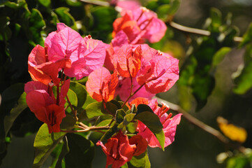 Bougainvillea is a beautifully flowering evergreen plant; low shrubs and creepers with thorny shoots.