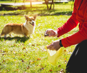 The owner picking up the poops after dog with plastic bag
