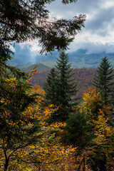Paysage de montagne vu d'une forêt.