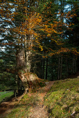 Chemin de montagne à l'automne.