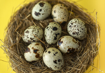Naklejka na ściany i meble Quail eggs in a straw nest on a yellow background.